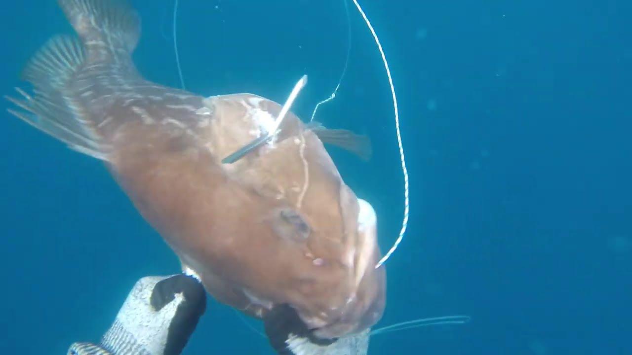 Σφυρίδα με ψαροντούφεκο - spearfishing white grouper