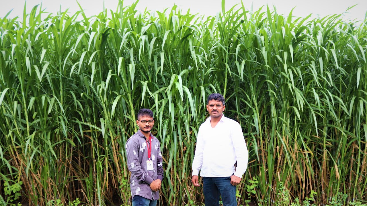 पशु पालनासाठी उपयुक्त एकरी 40 टन उत्पादन देणारा चारा ! super napier grass farming | सुपर नेपियर घास