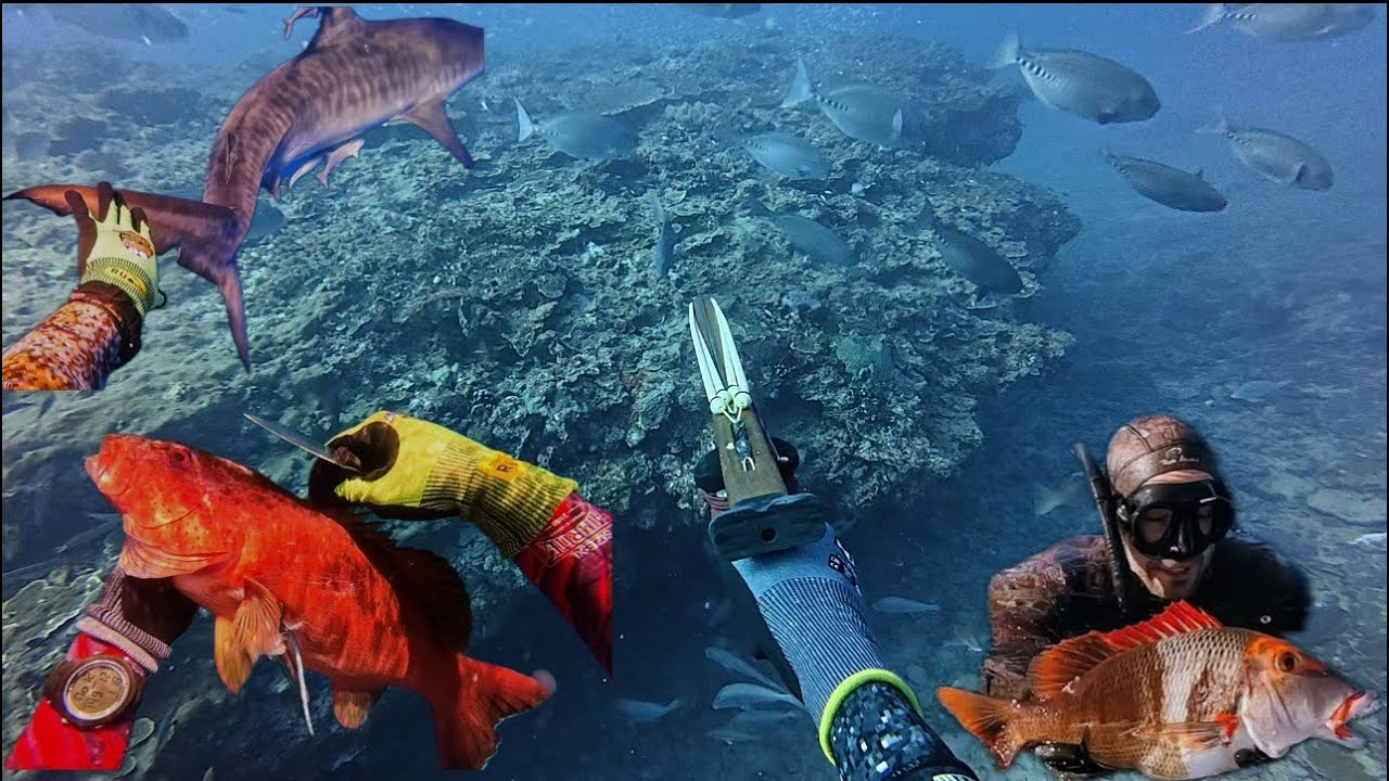 Spearfishing Epic Ground With a Big Tiger Shark
