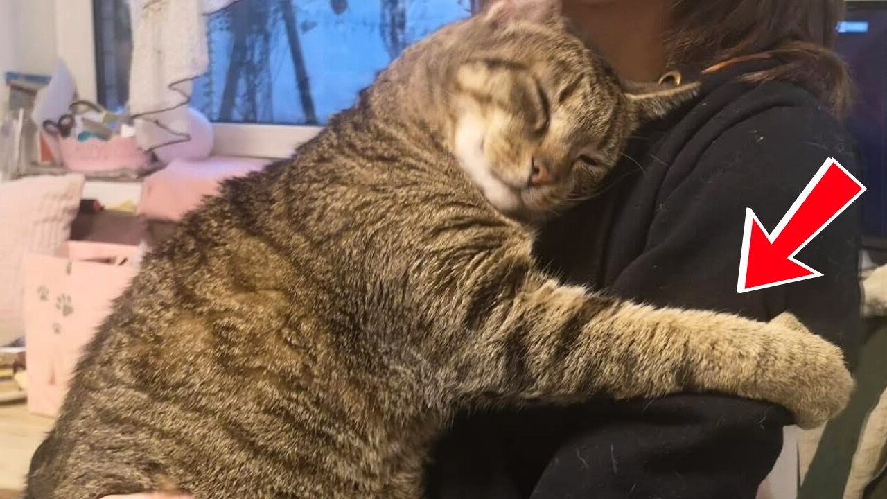 11 Things that cats do ONLY for their FAVORITE humans