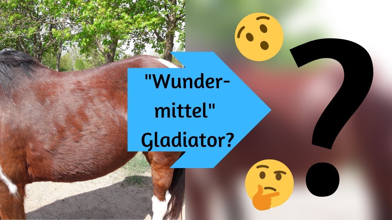 Meine ERFAHRUNG mit GladiatorPlus [Indianerpony]