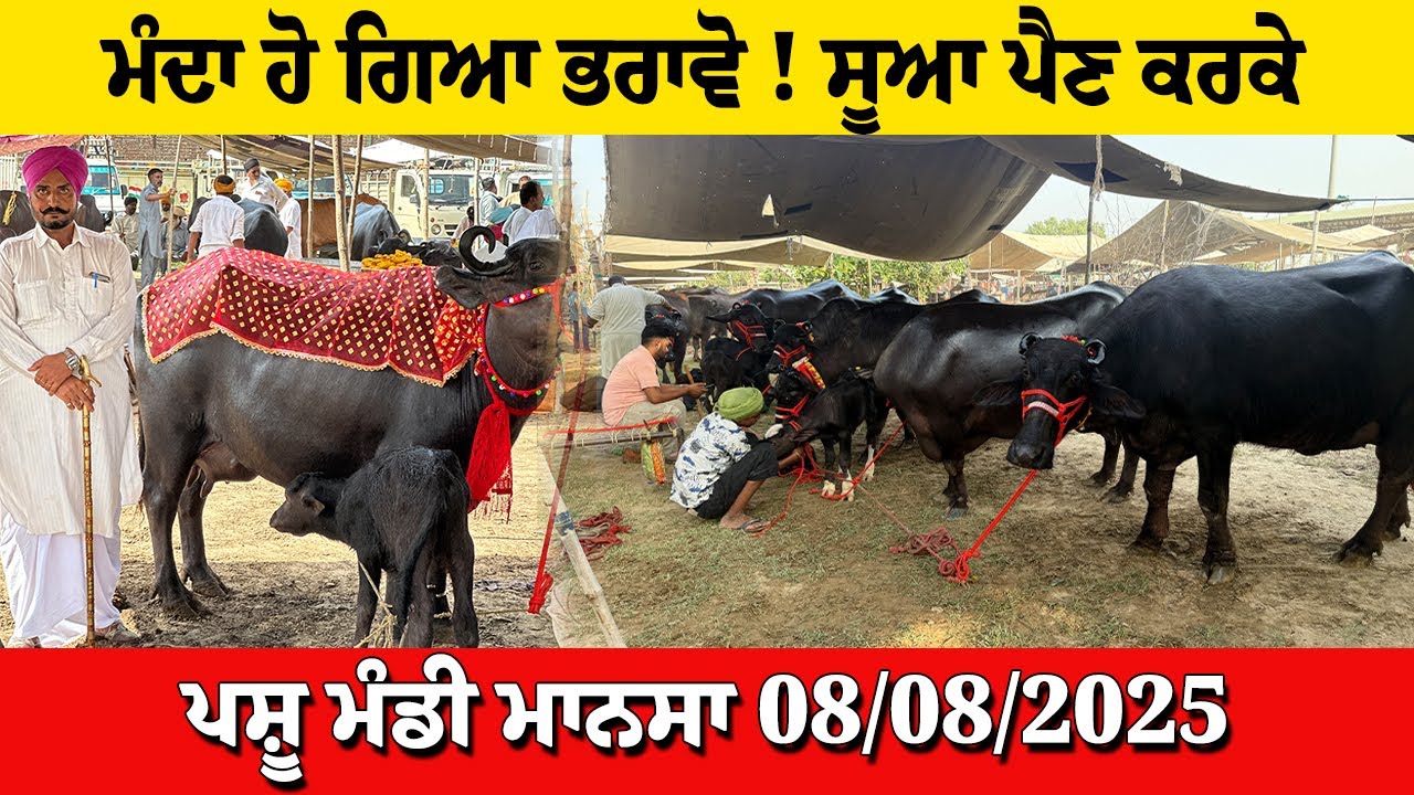 ਮੰਦਾ ਹੋ ਗਿਆ ਭਰਾਵੋ ! ਸੂਆ ਪੈਣ ਕਰਕੇ ਪਸ਼ੂ ਮੰਡੀ ਮਾਨਸਾ 08-08-2025 Pashu Mandi Mansa