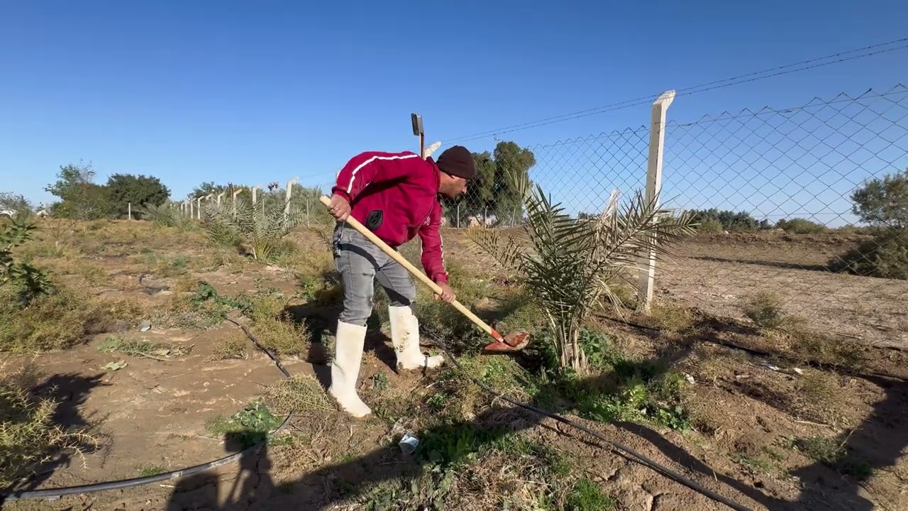 ترتيب احواض النخل 