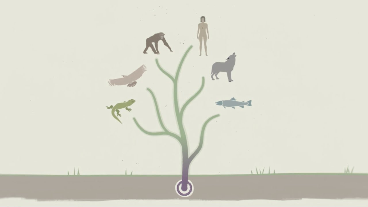 Evolution - the origin and development of life