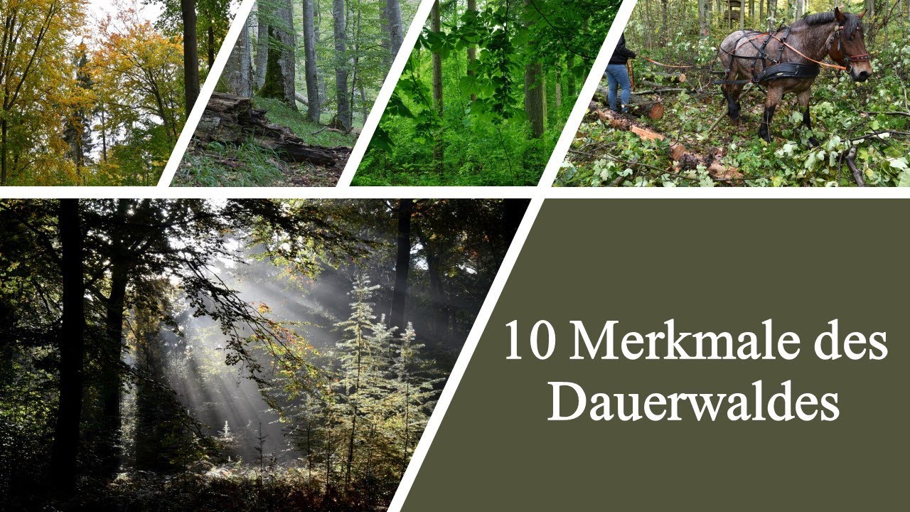 10 Merkmale des Dauerwaldes