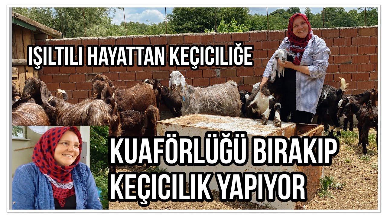 KUAFÖRLÜKTEN KEÇİ ÇOBANLIĞINA - KEZBAN HANIMIN KEÇİLERİ #keçi #kuaför #keçisütü