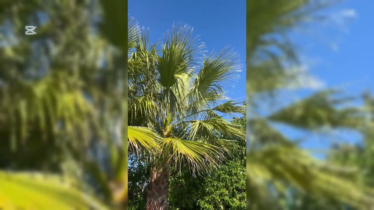 Emotional & Energetic Clearing Meditation