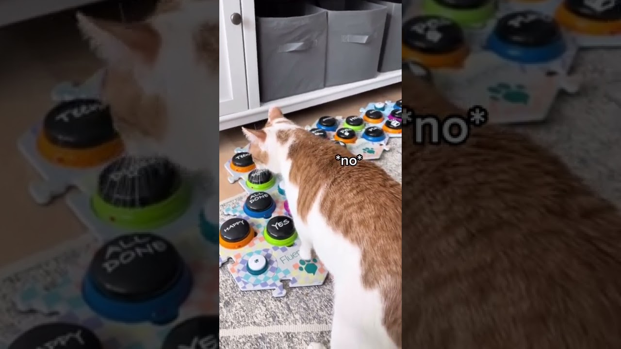 Full-on Cat Tantrum | CatManJohn