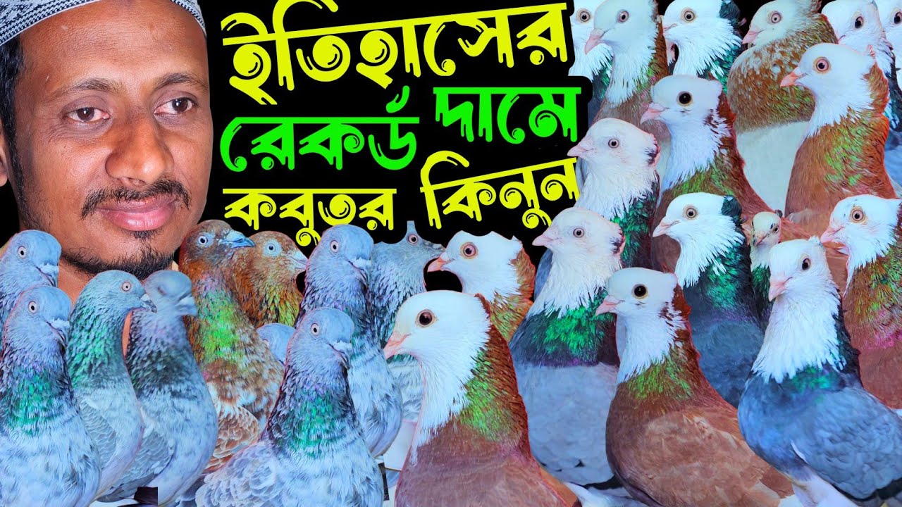 ইতিহাসের রেকর্ড দামে পাকিস্তানি টেডি,গররা,চিলা,কালদম,সিলবার কবুতর কিনুন | বাকবাকুম পায়রা | Pigeon |