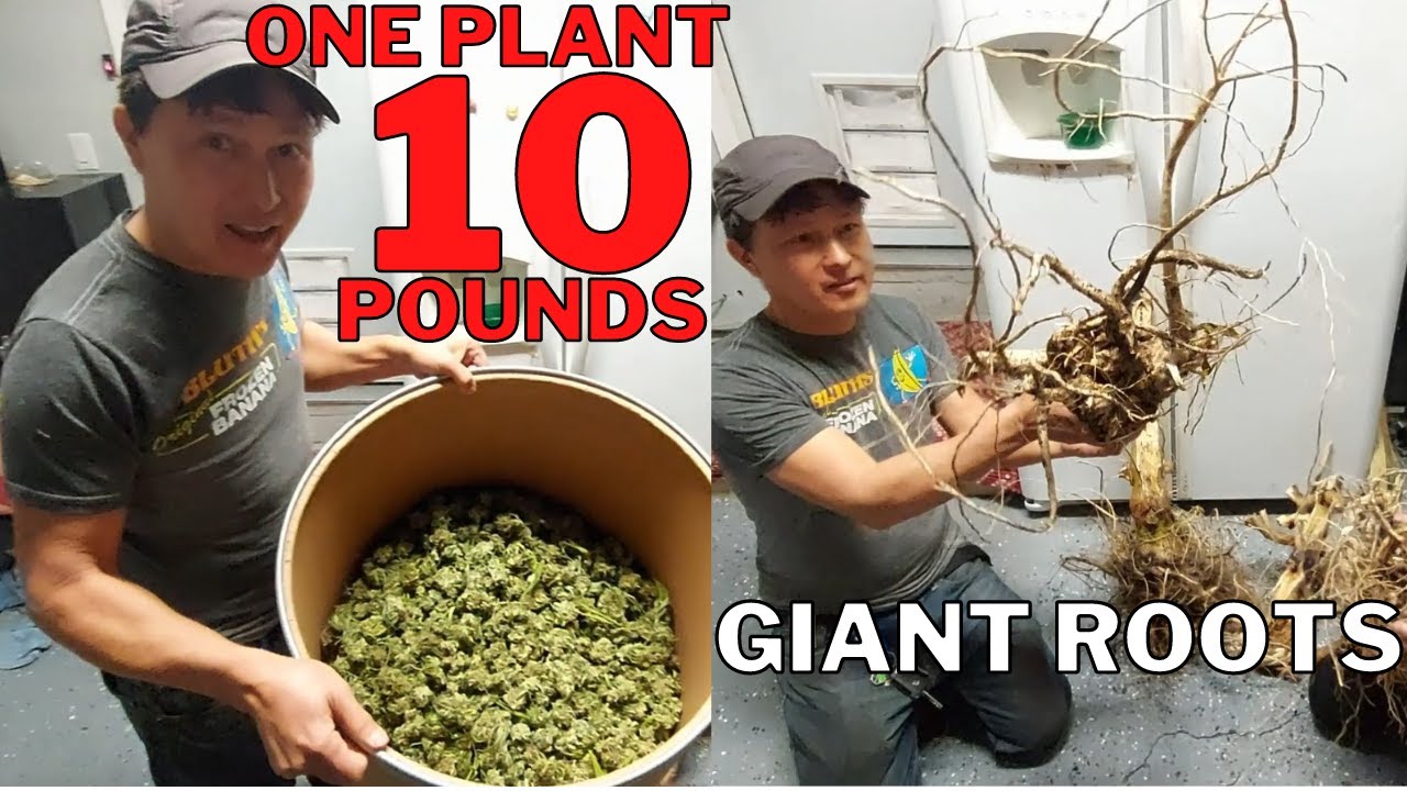 One Cannabis Plant Grew 10 Lbs Dried Flower and Giant Roots