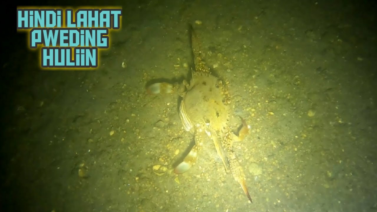 Ep95: NIGHT SPEARFISHING JAPAN || LAVARKADS