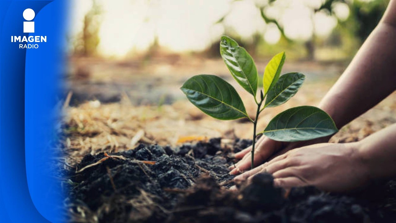 Plantar arbolitos no es una estrategia de sostenibilidad