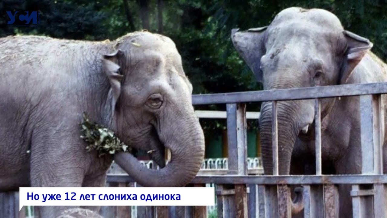 Дама с характером: история одесской слонихи Венди
