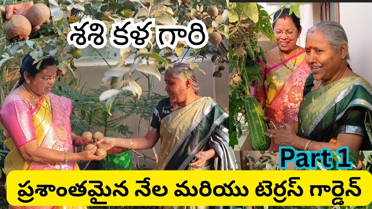 శశి కుమారి గారి అద్భుతమైన నేల మరియు టెర్రస్ గార్డెన్ టూర్ #@AadiLakshmiTerraceGarden #garden toor