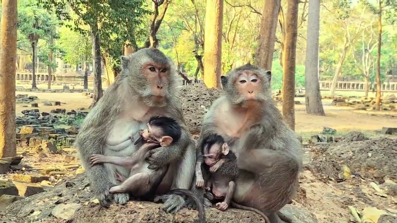 Adorable Baby Monkey in Angkor Area, #89.