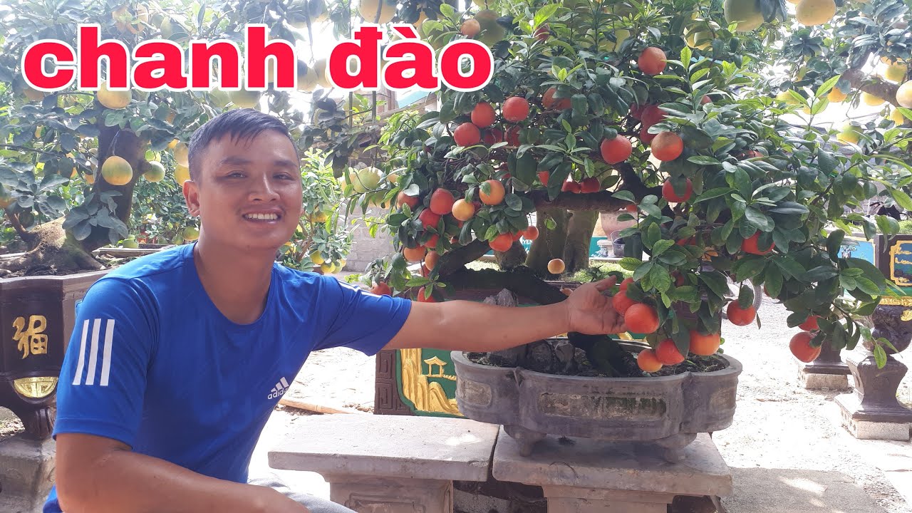 THăm nhà vườn Phú Quý Văn Giang Hưng Yên gặp cây tranh đào bonsai hiếm