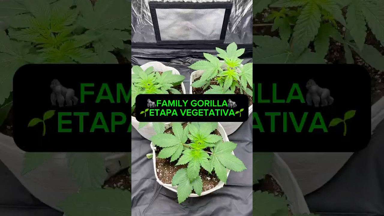 Timelapse grow cannabis Day 1-30 BSF seeds Family gorilla #cannabiscommunity420 #indoor #cultivo #fy
