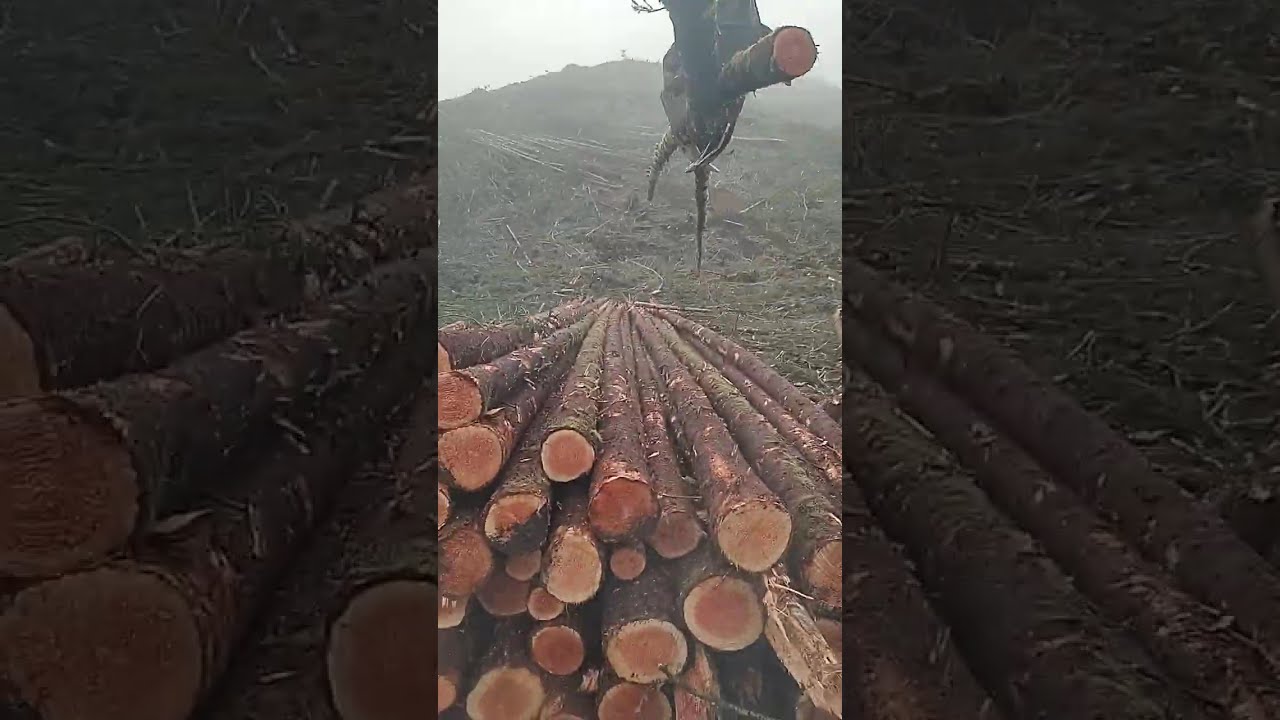 shovel logging 1 2023