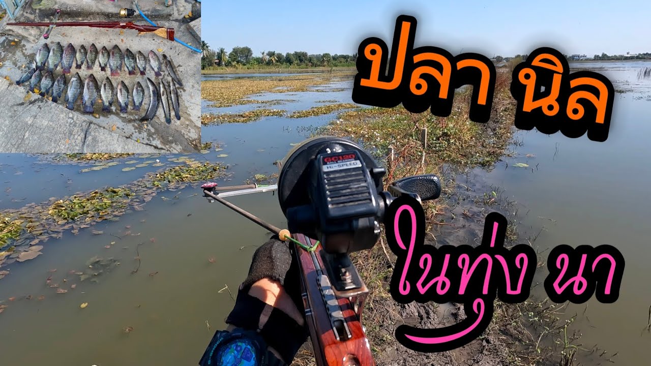 ปลานิล ในนาข้าว น้ำเริ่มลงปลาเริ่มโผล่ ตัวสวยๆเลยครับ,,