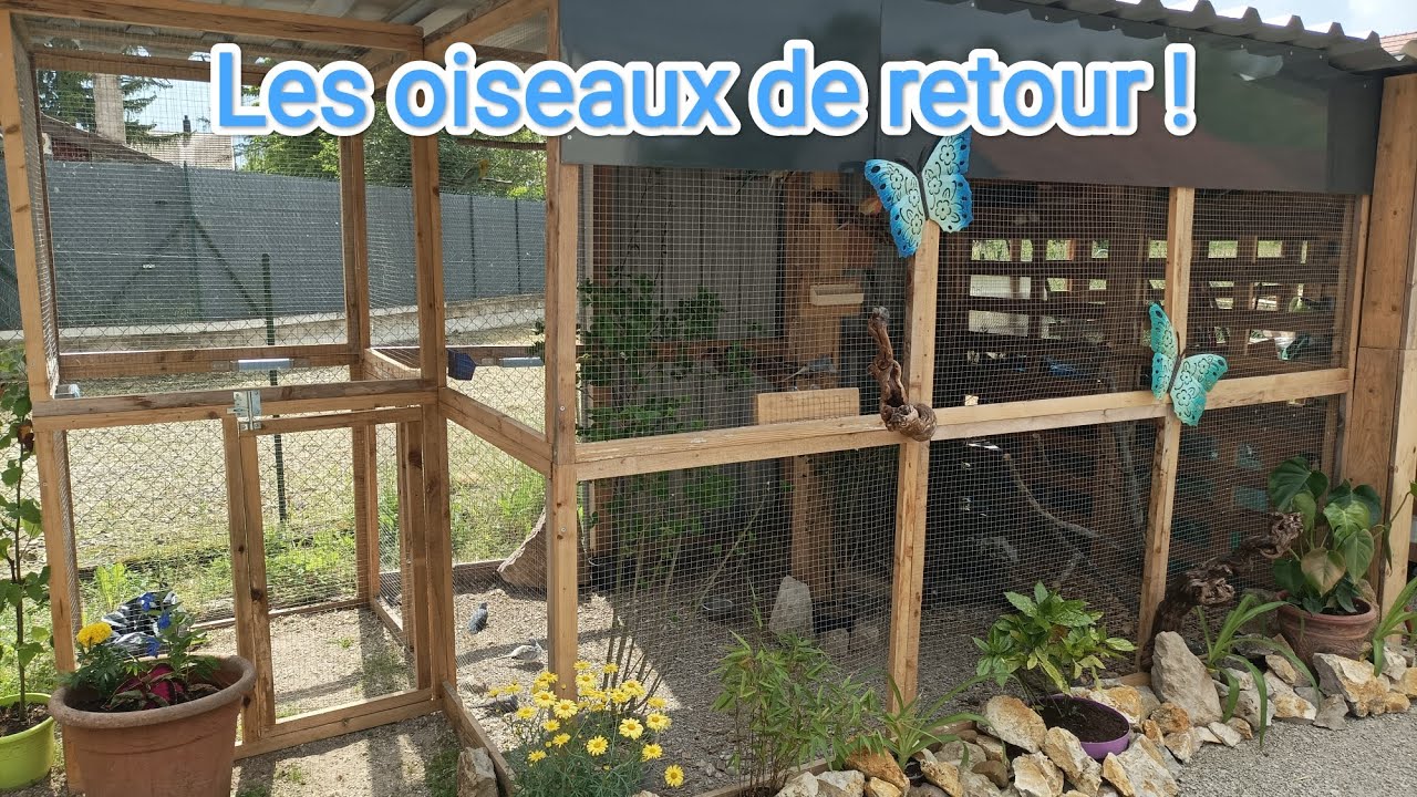 Nouvelle volière, un gros projet enfin réalisé, les oiseaux prennent place! 😍🦜🦜🦜 (Vid57)