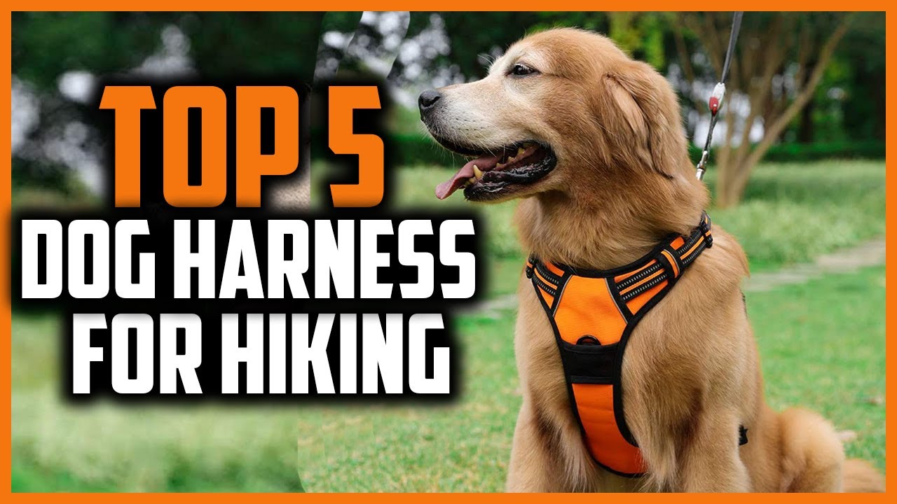 ✅Top 5 Best dog harness for hiking in 2024