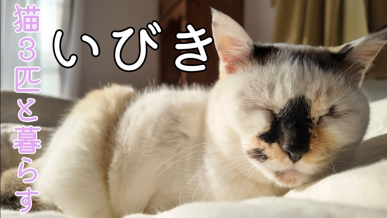 【いびき】もふねこはなちゃんの寝息音