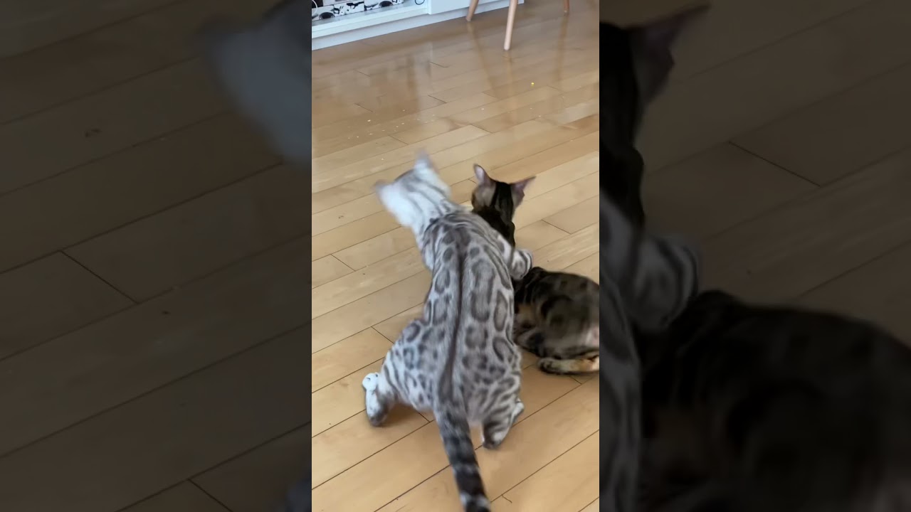 Silver Snow Bengal cat gets out maneuvered during a play fight! 💪