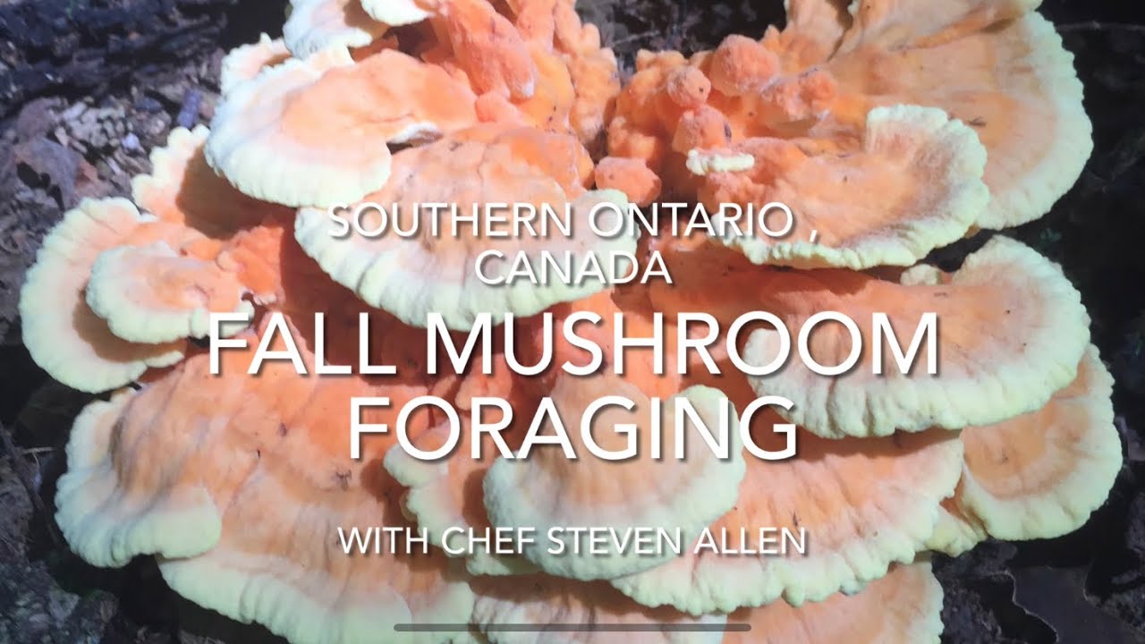 Fall Mushroom Foraging in Ontario