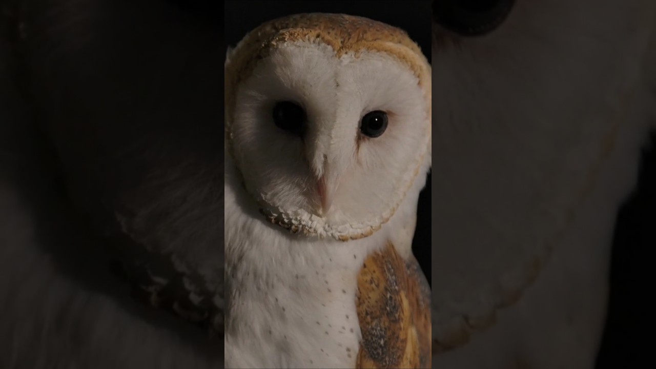 Barn Owl Sounds (Soft Screeches and Blinks in the Light)