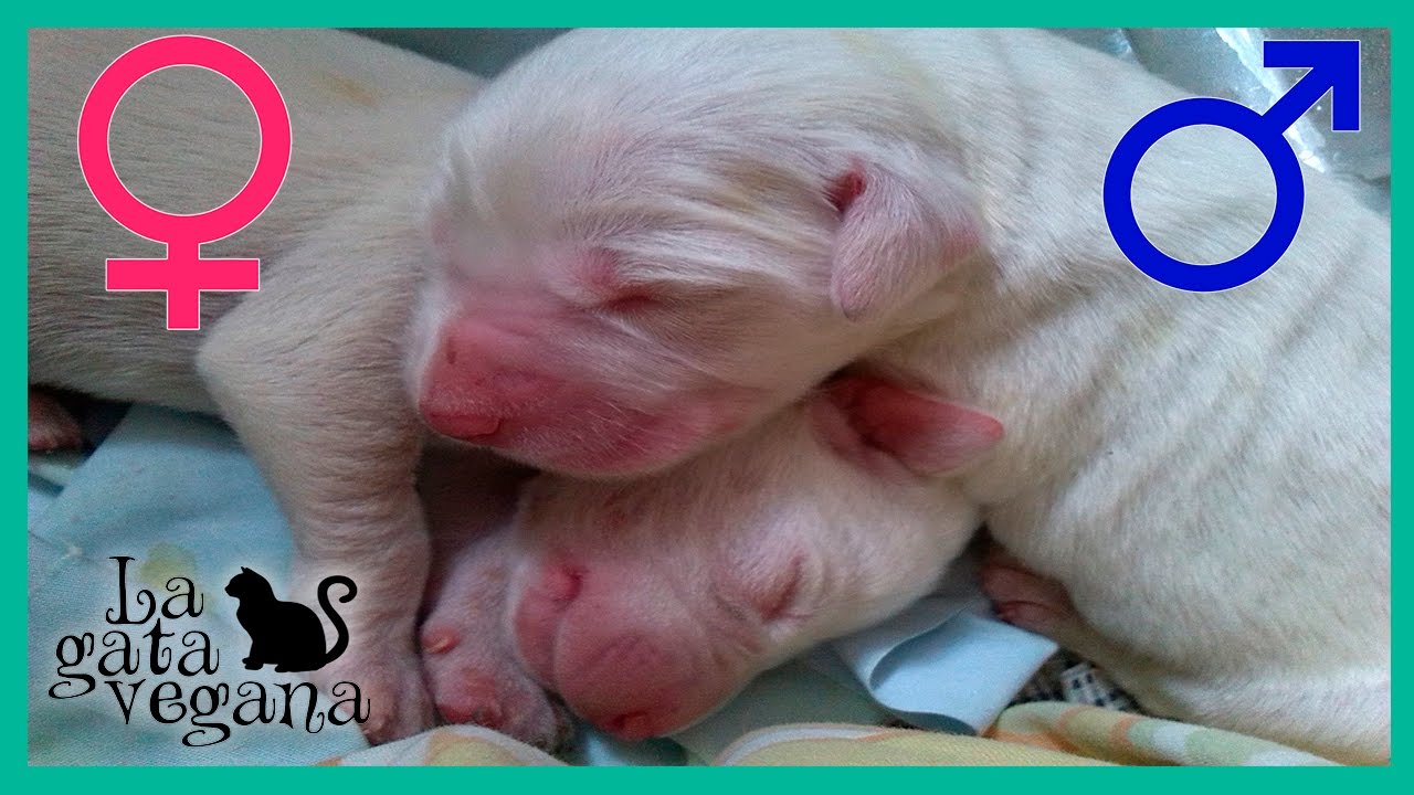 CÓMO SEXAR PERRITOS RECIÉN NACIDOS | SABER SI UN CACHORRO ES HEMBRA O MACHO | CON IMÁGENES