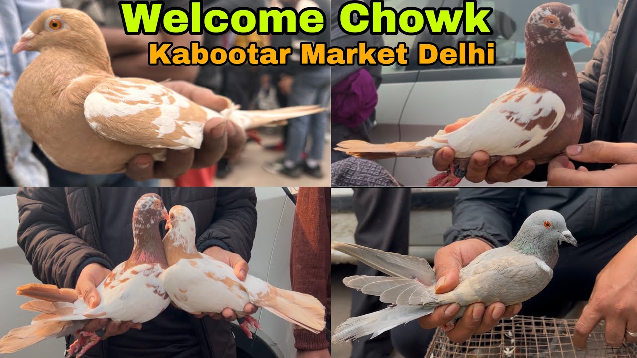 welcome chowk kabutar market Delhi pigeon market gole Kabootar madrasi fancy @RohiT LofT