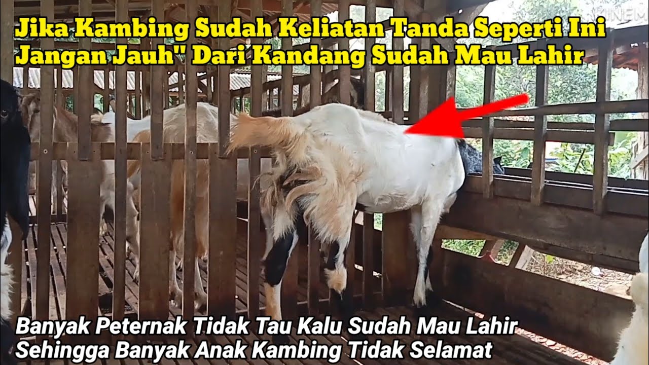 Detik Detik Kambing Dekat Melahirkan‼️ Peternak Harus Standby Dikandang