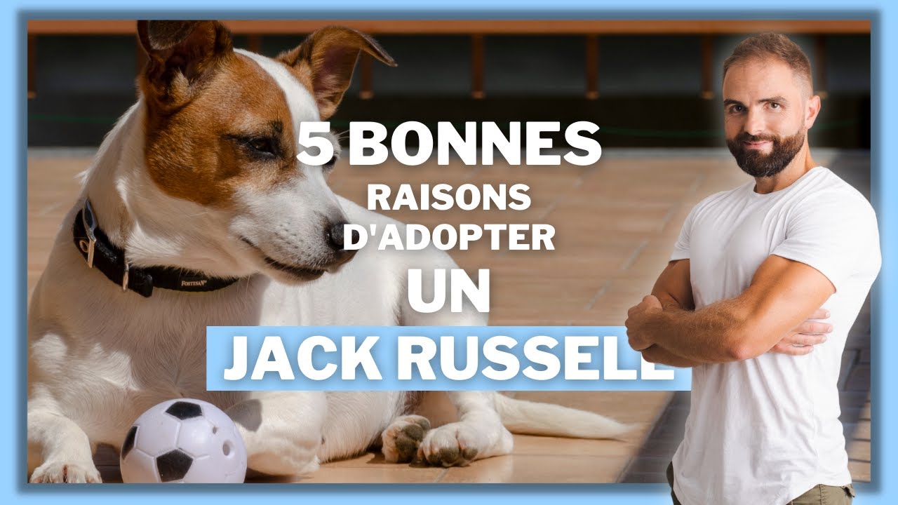5 bonnes raisons d'adopter un Jack Russell !