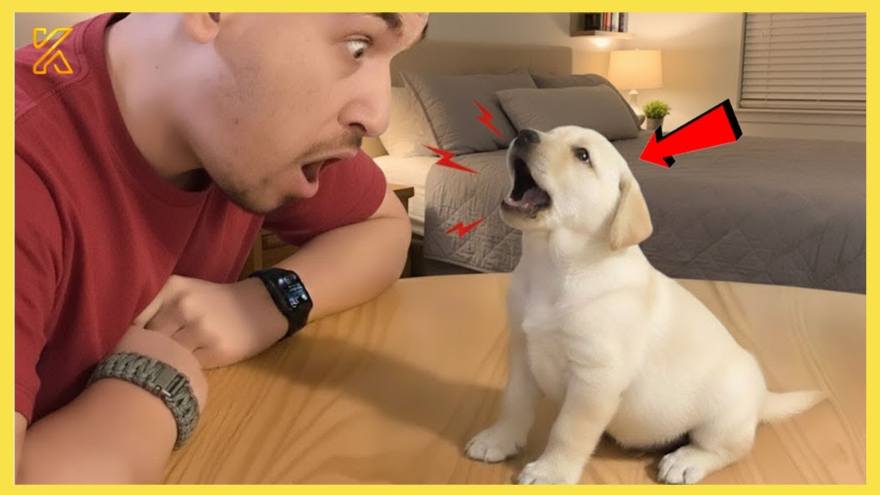 Comedian Dogs Start Talking Back To Their Owner 🤣 Funniest Dog Reactions!