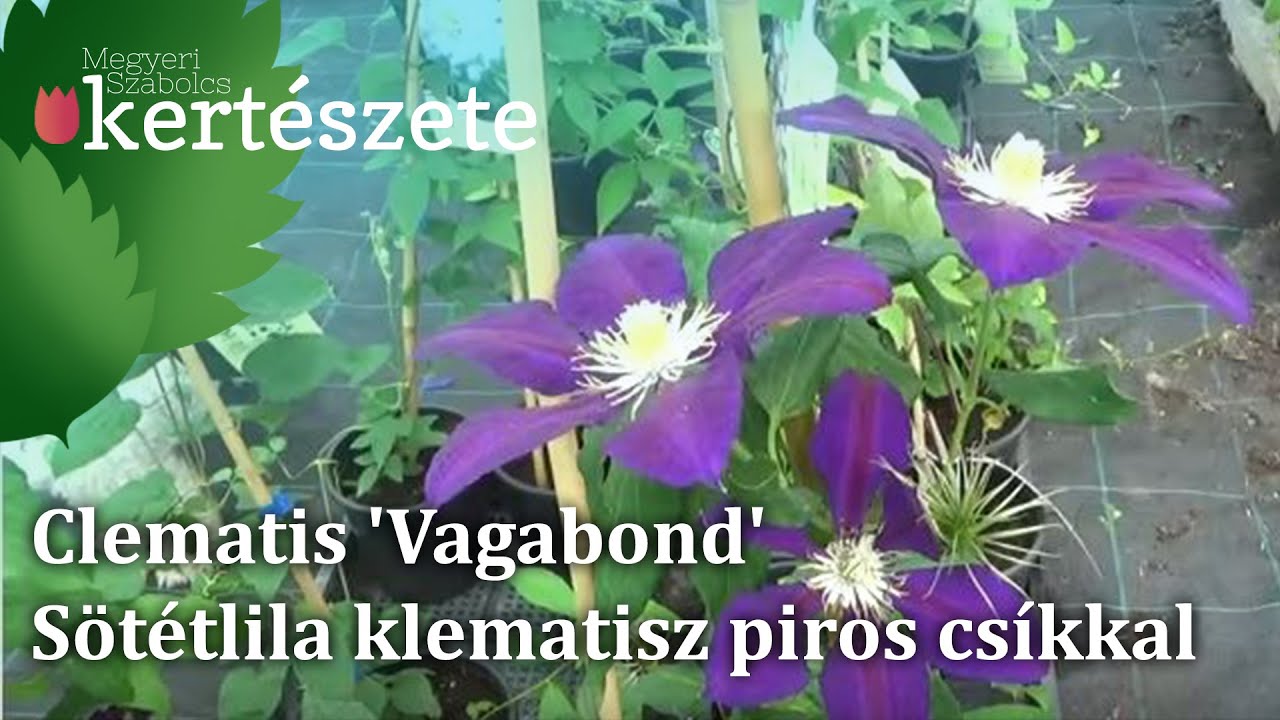 Clematis 'Vagabond' - S&ouml;t&eacute;tlila klematisz piros cs&iacute;kkal - Clematis v&aacute;s&aacute;rl&aacute;sa