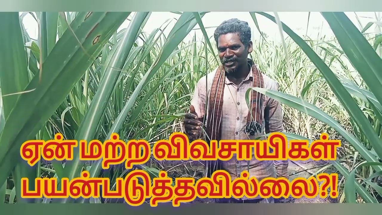 கரும்பில் அதிகம் தூர்கள் மகசூல்,4துண்டு நீண்ட கணுக்கள் அதிகம் மகசூல்