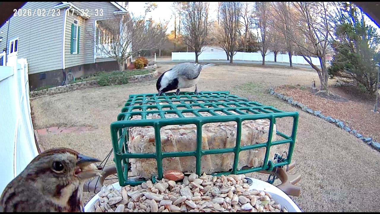 Action at the Feeder