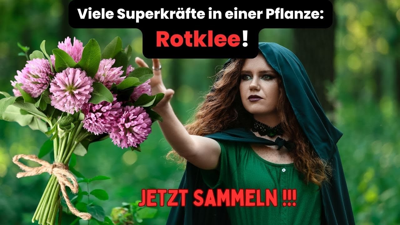 🌱 Rotklee: 🧠💪❤️ Die nat&uuml;rliche Geheimwaffe f&uuml;r sch&ouml;ne Haut 💆&zwj;♀️, starke Knochen 🦴 & mehr!
