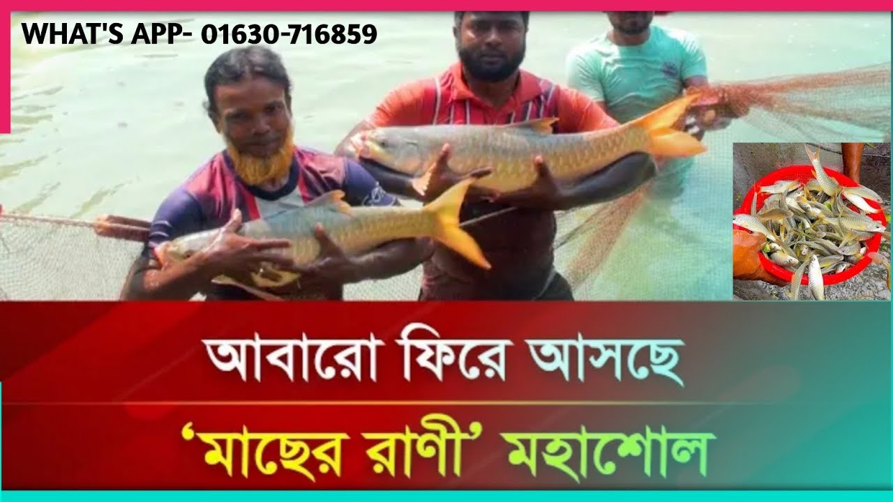 মহাশোল মাছের পোনা কোথায় পাওয়া যায়| পুকুরে মহাশোল মাছ চাষ| মহাশোল মাছ চাষ পদ্ধতি|বিলুপ্তির মহাশোল
