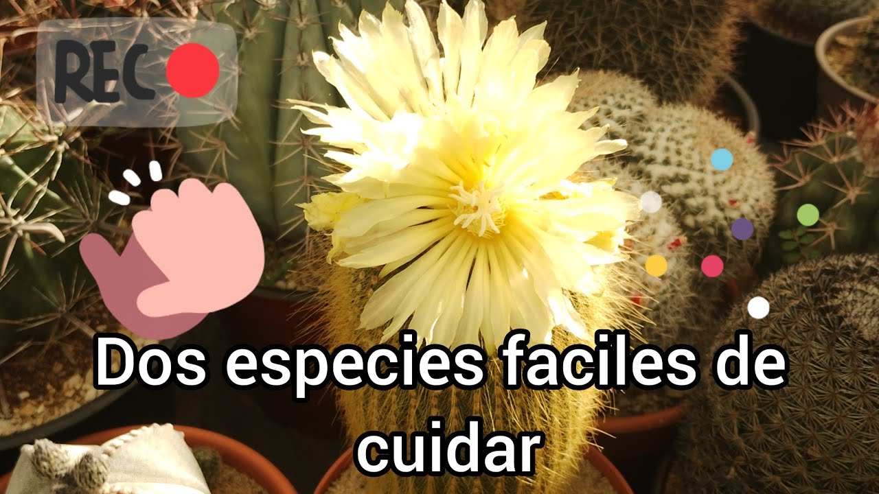 Parodia warasii y lenninghausii, cactus cuidados e información. 🐢🙂🌵