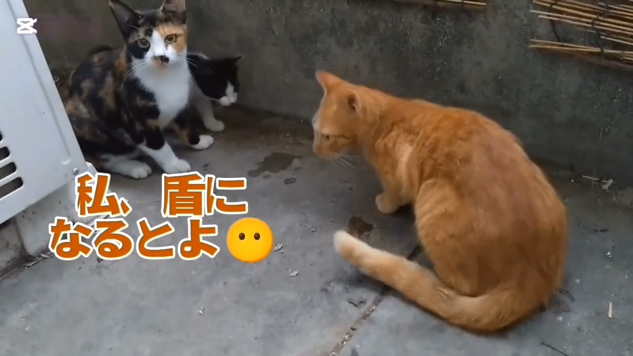 路地裏ニャンズ❲121❳番外編…🌟2859