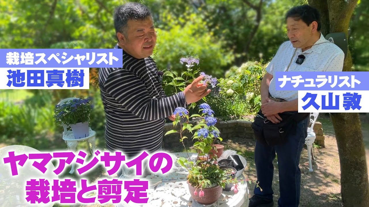 【ヤマアジサイの寄せ植え】栽培家の池田氏による植え替え・剪定・挿し木の実演作業【西宮市北山緑化植物園】