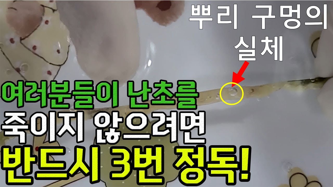 59편 우린 왜 이렇게 난초를 이해하지 못하는가?    [춘란,풍란,약초,명장,다육,난초,주식,재테크]