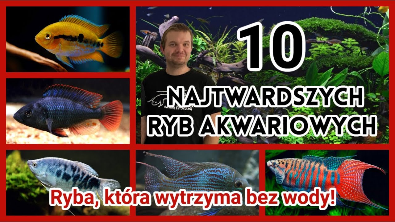 10 Mega Łatwych Ryb Akwariowych 🐠 Lista Ryb dla Amatorów Akwarystycznych