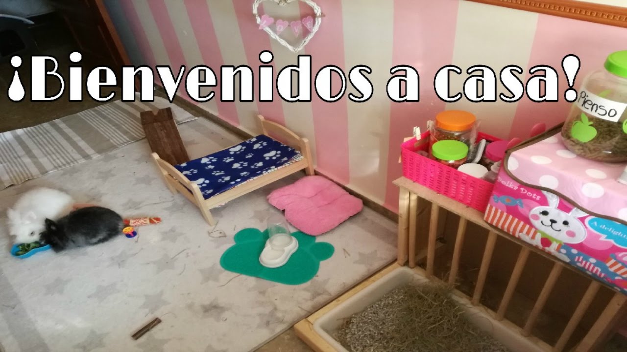 RABBIT HOUSE TOUR CONEJOS