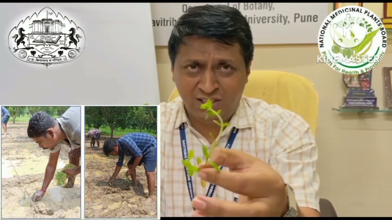 Brahmi ki kheti