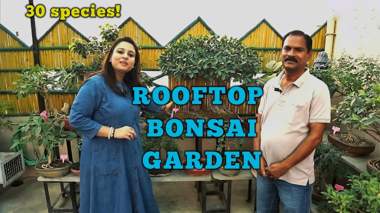 80+ BONSAI & 20 years of experience in 1 VIDEO!