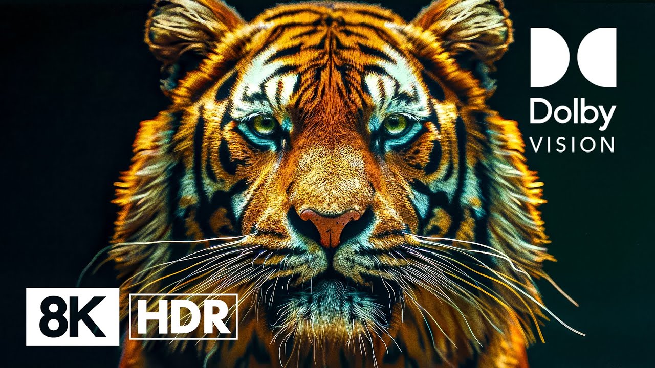 THE WILD UP CLOSE | 8K Dolby Vision™ HDR 60FPS