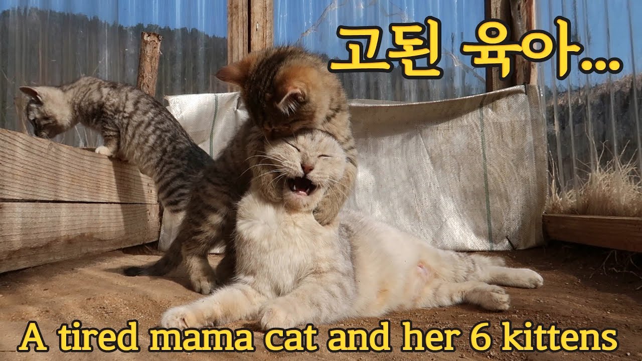 6마리 새끼고양이들 돌보느라 지치는 하양이