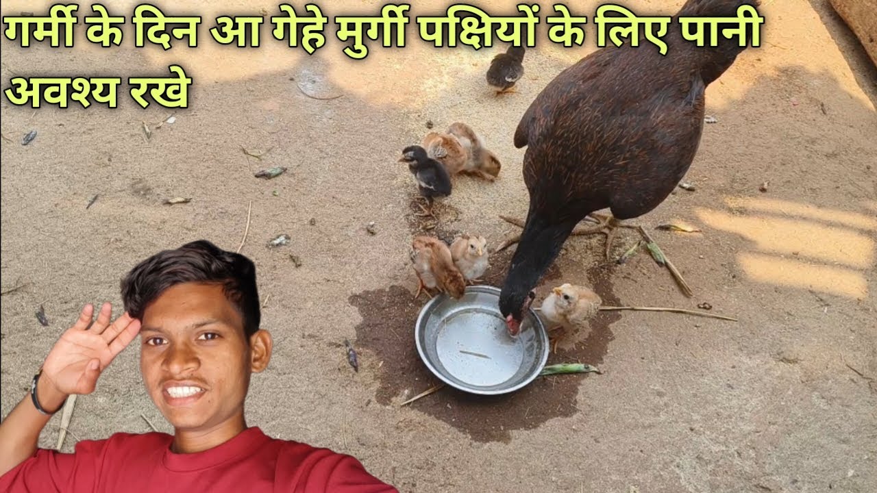 गर्मी के दिन आ गेहे मुर्गी पक्षियों के लिए पानी अवश्य रखे! Cg vlog jal hi jivan hai.